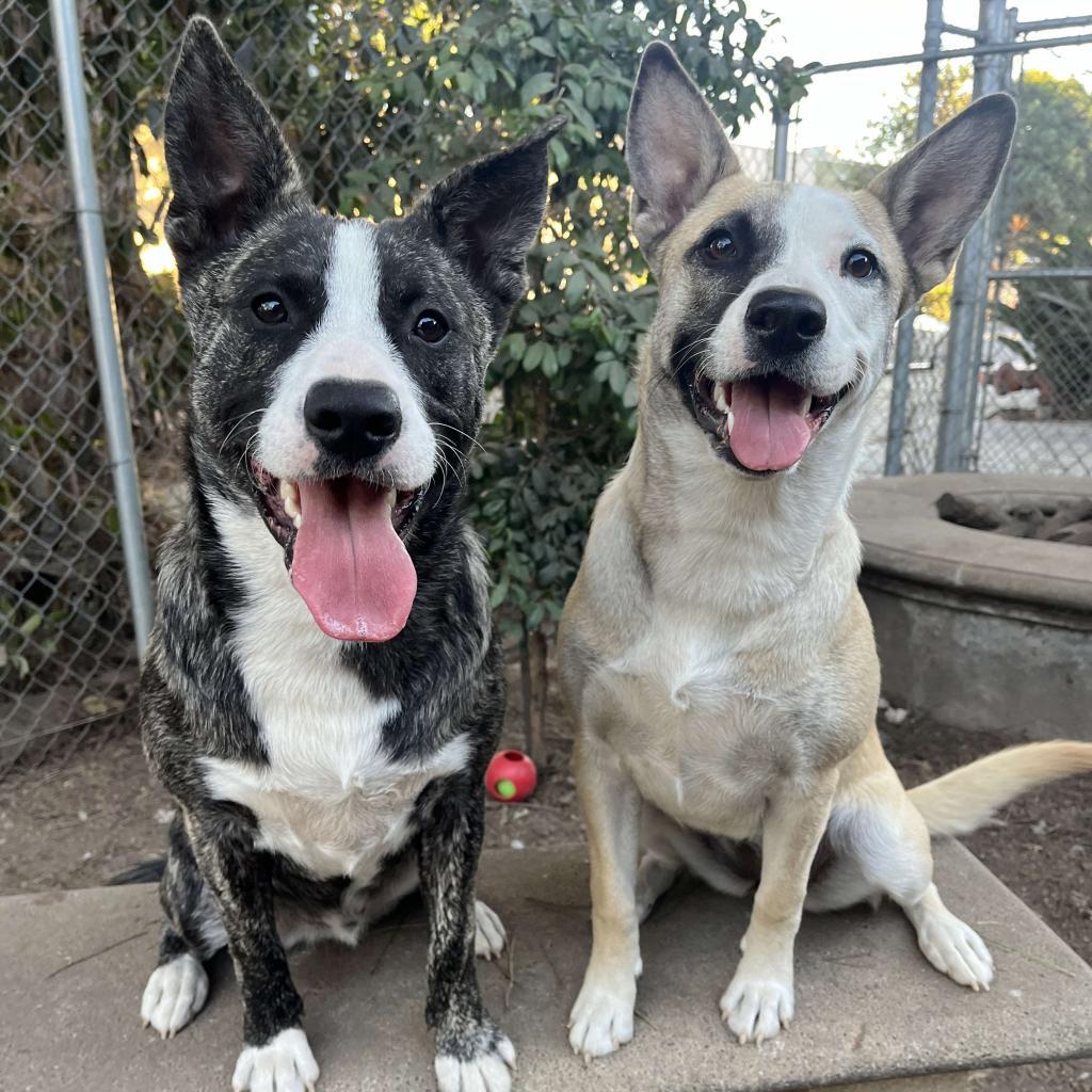 Roo, an adoptable American Staffordshire Terrier in Lompoc, CA, 93436 | Photo Image 3