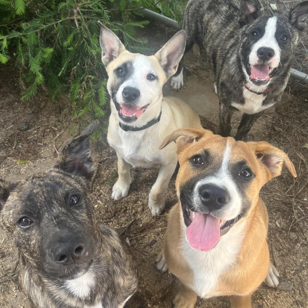Roo, an adoptable American Staffordshire Terrier in Lompoc, CA, 93436 | Photo Image 4