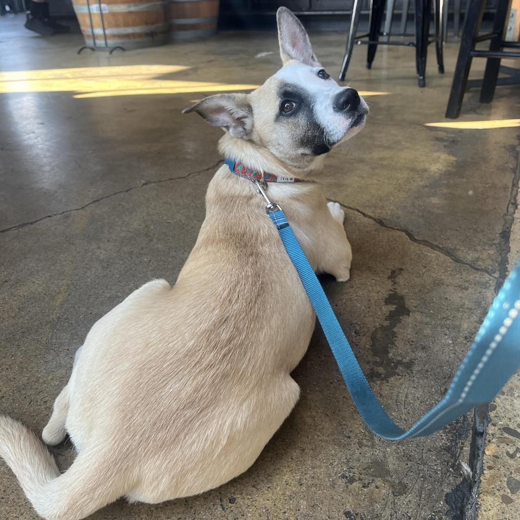Roo