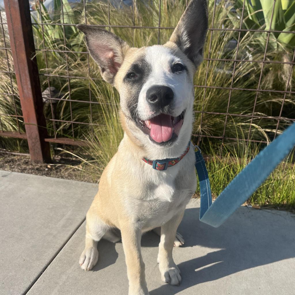 Roo, an adoptable American Staffordshire Terrier in Lompoc, CA, 93436 | Photo Image 6