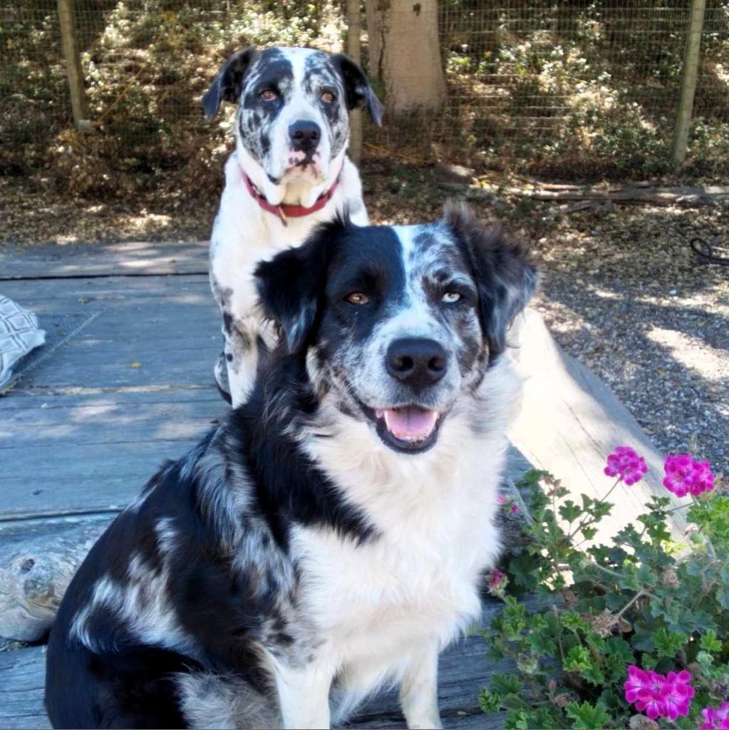 Esther, an adoptable Australian Shepherd in Lompoc, CA, 93436 | Photo Image 2
