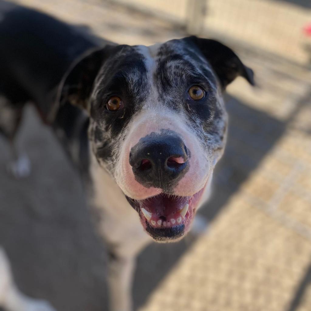 Esther, an adoptable Australian Shepherd in Lompoc, CA, 93436 | Photo Image 5