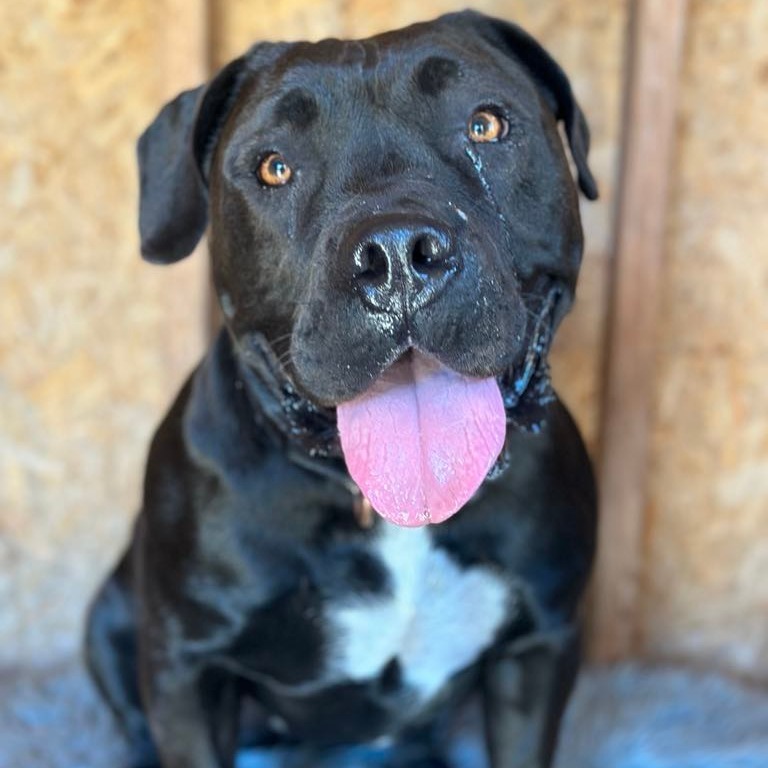 Winifred, an adoptable American Staffordshire Terrier in Lompoc, CA, 93436 | Photo Image 1