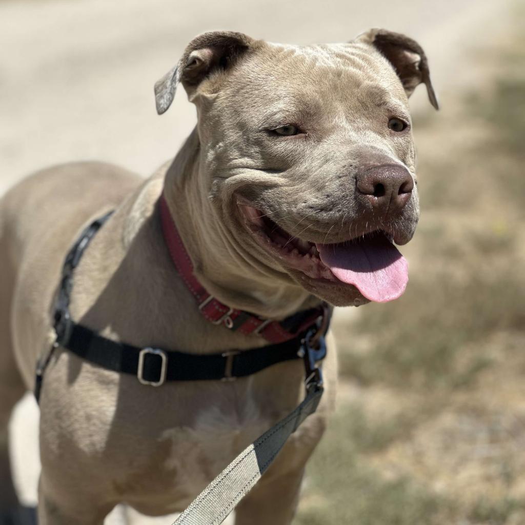 Lady Kim, an adoptable American Staffordshire Terrier in Lompoc, CA, 93436 | Photo Image 1