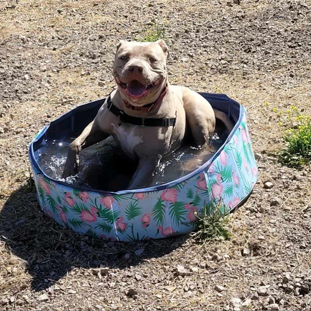 Lady Kim, an adoptable American Staffordshire Terrier in Lompoc, CA, 93436 | Photo Image 2