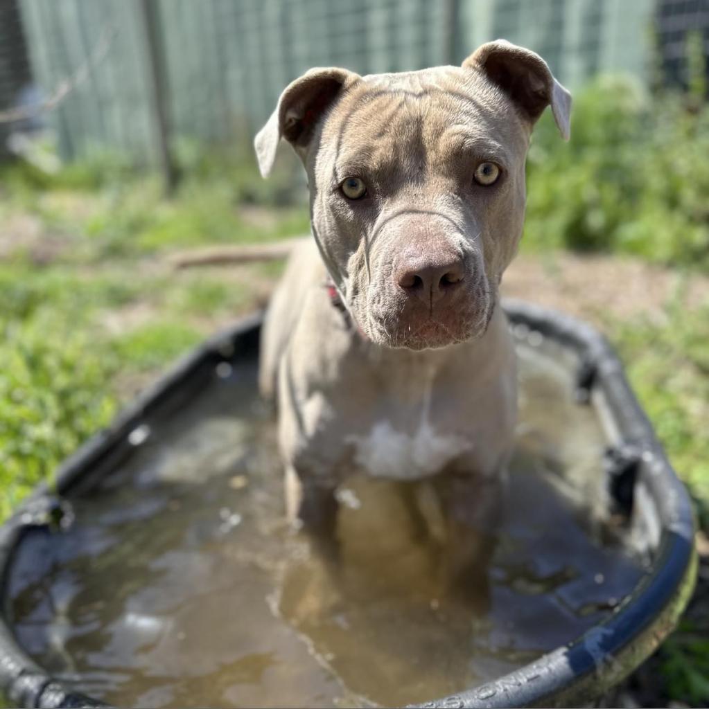 Lady Kim, an adoptable American Staffordshire Terrier in Lompoc, CA, 93436 | Photo Image 3