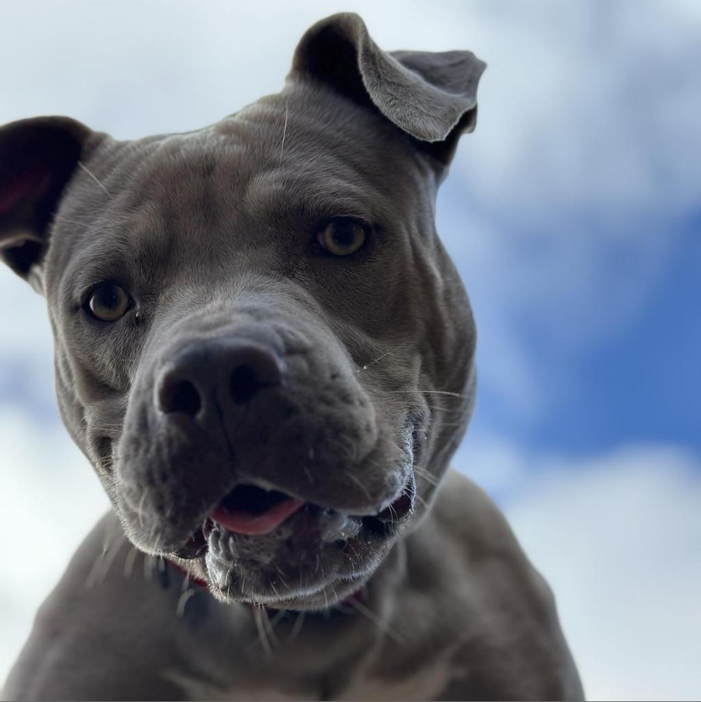 Lady Kim, an adoptable American Staffordshire Terrier in Lompoc, CA, 93436 | Photo Image 4
