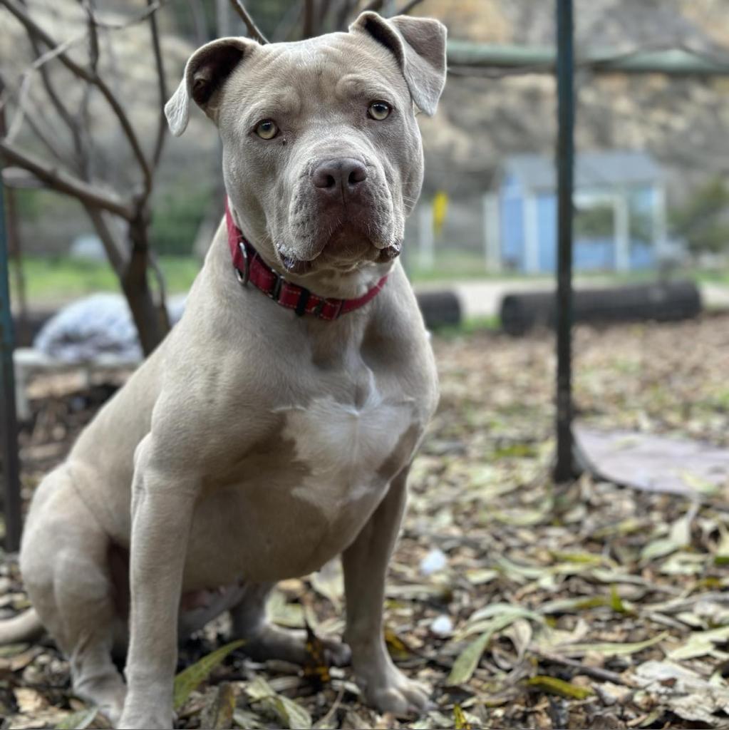 Lady Kim, an adoptable American Staffordshire Terrier in Lompoc, CA, 93436 | Photo Image 5
