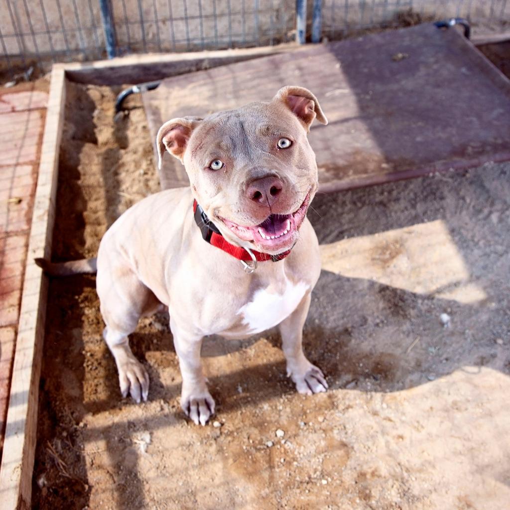 Lady Kim, an adoptable American Staffordshire Terrier in Lompoc, CA, 93436 | Photo Image 6
