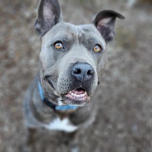 Lola, Senior Female American Staffordshire Terrier