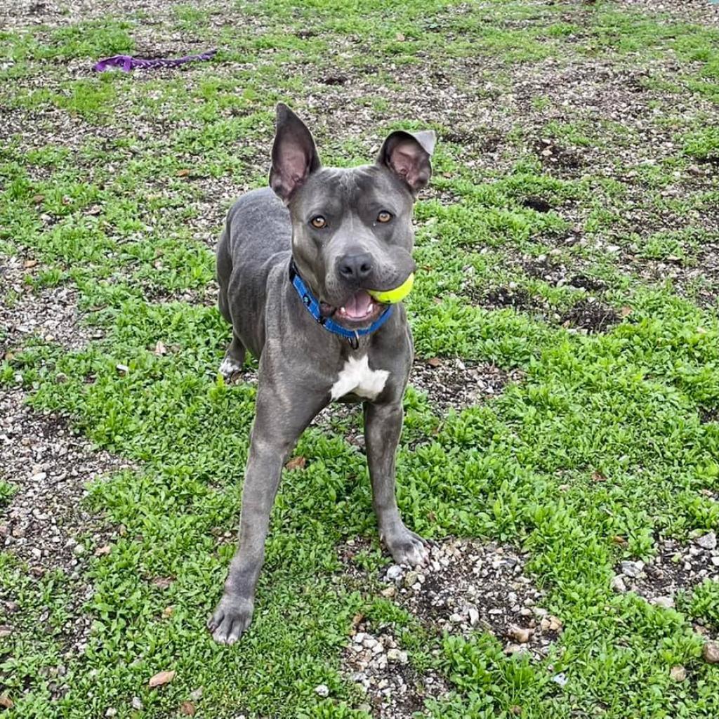 Lola, an adoptable American Staffordshire Terrier in Lompoc, CA, 93436 | Photo Image 3