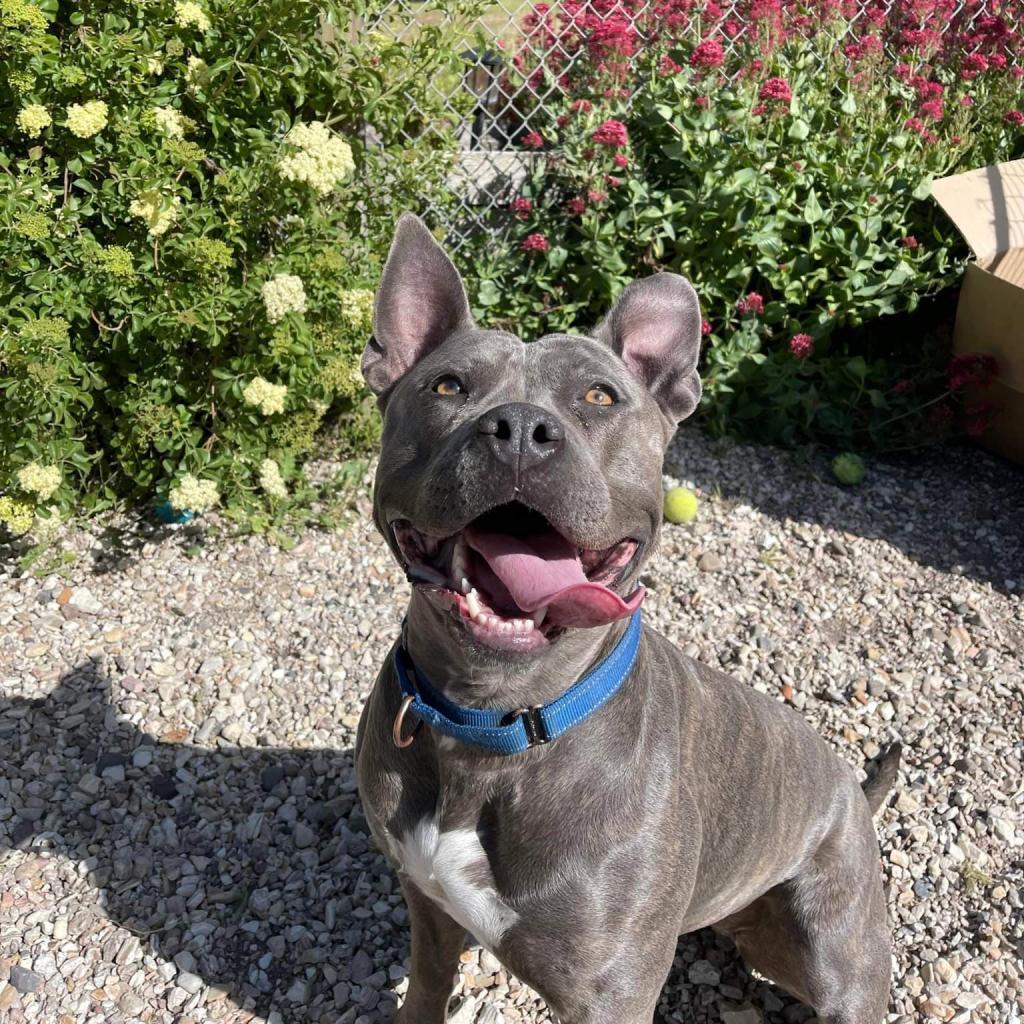 Lola, an adoptable American Staffordshire Terrier in Lompoc, CA, 93436 | Photo Image 5