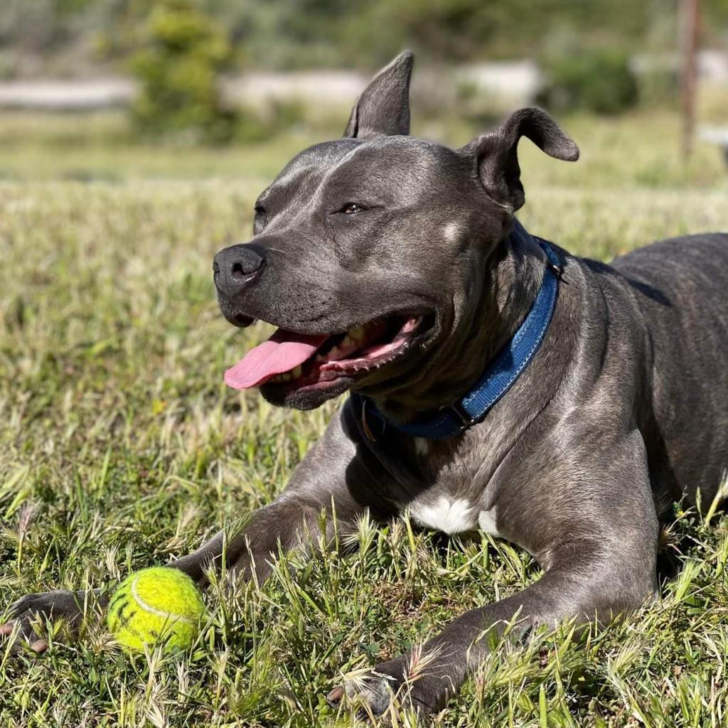 Lola, an adoptable American Staffordshire Terrier in Lompoc, CA, 93436 | Photo Image 6