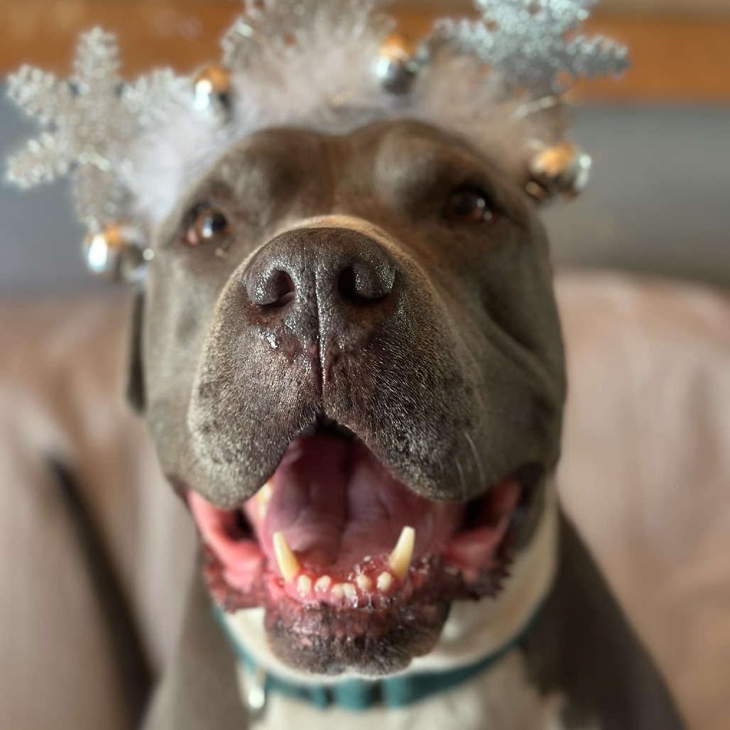 Abe, an adoptable American Staffordshire Terrier in Lompoc, CA, 93436 | Photo Image 1