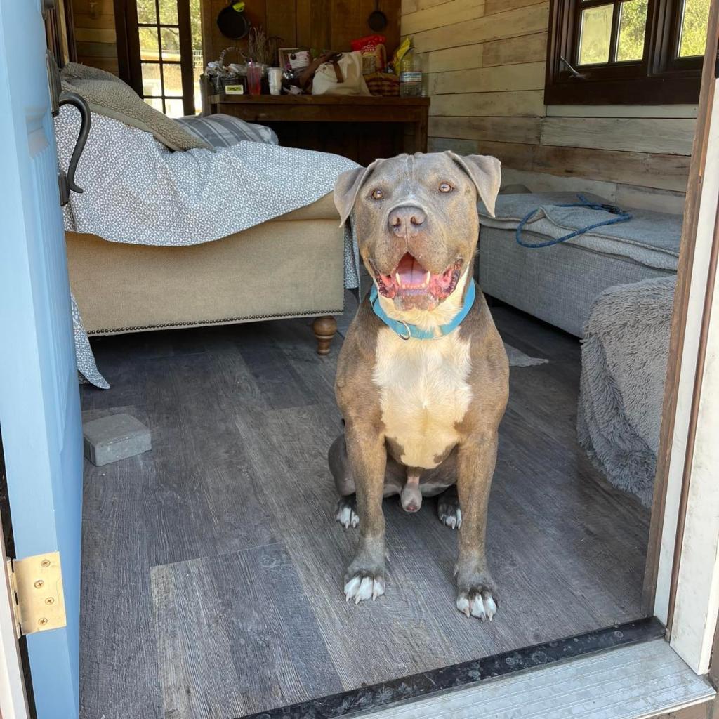 Abe, an adoptable American Staffordshire Terrier in Lompoc, CA, 93436 | Photo Image 2