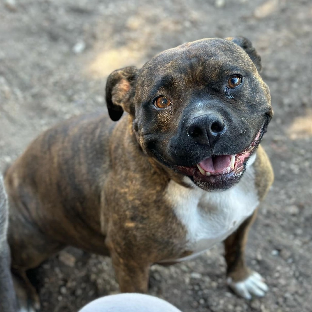 Sasha, an adoptable Boxer, American Staffordshire Terrier in Lompoc, CA, 93436 | Photo Image 1