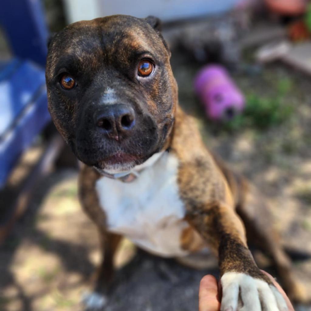 Sasha, an adoptable Boxer, American Staffordshire Terrier in Lompoc, CA, 93436 | Photo Image 2