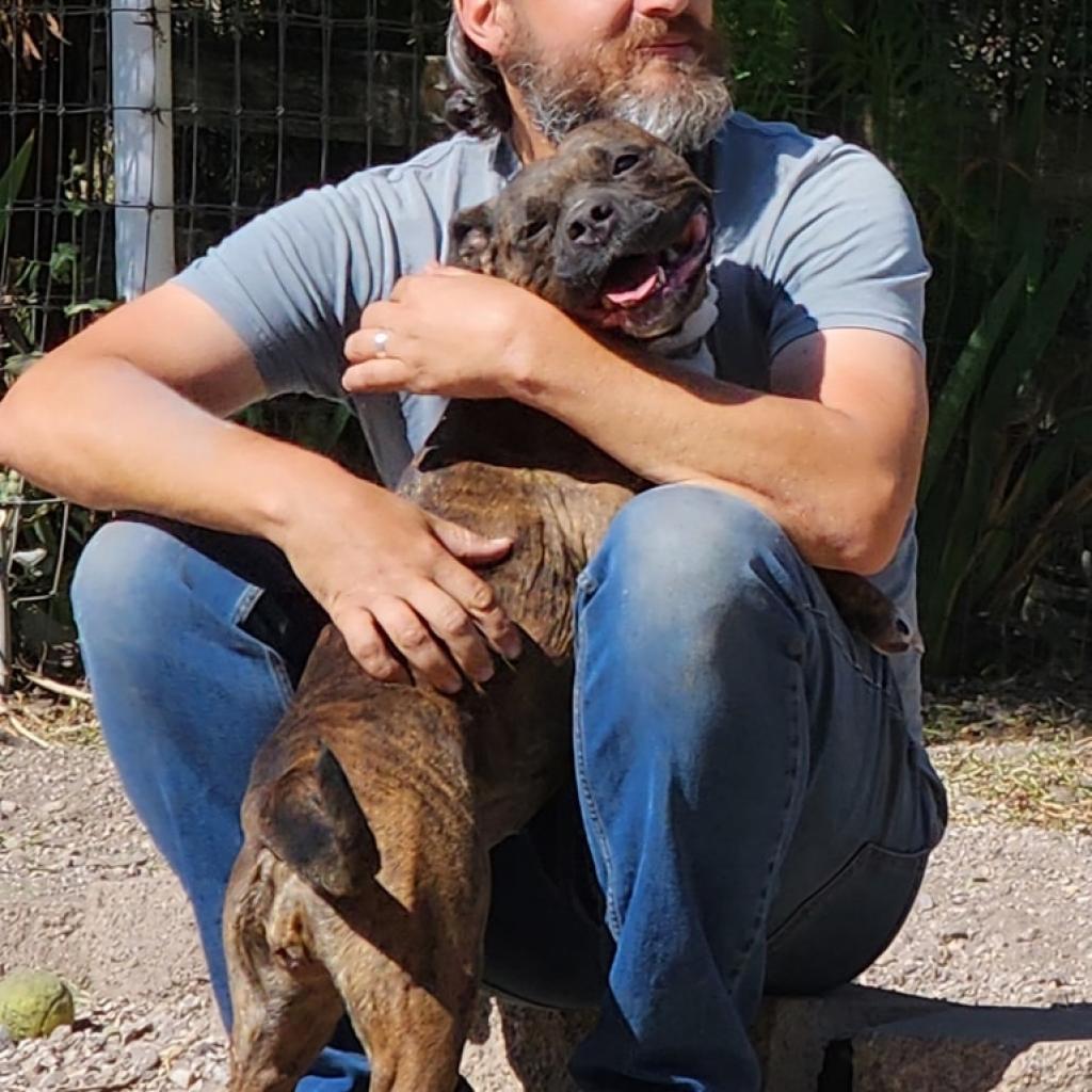 Sasha, an adoptable Boxer, American Staffordshire Terrier in Lompoc, CA, 93436 | Photo Image 3