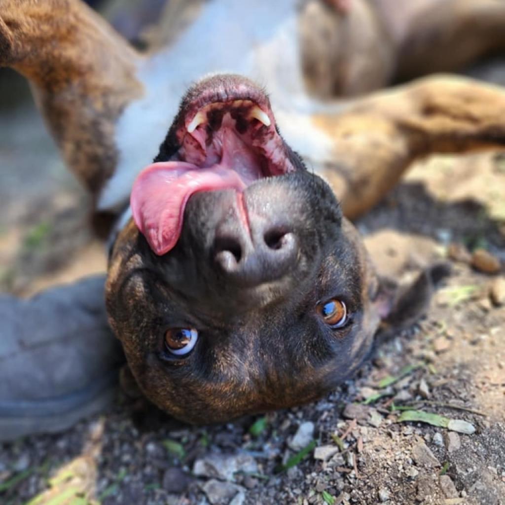 Sasha, an adoptable Boxer, American Staffordshire Terrier in Lompoc, CA, 93436 | Photo Image 4