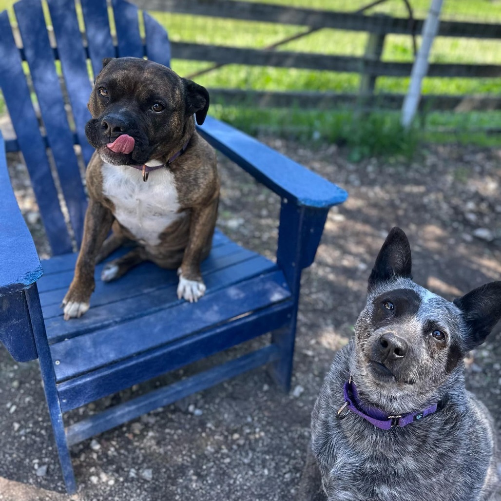 Sasha, an adoptable Boxer, American Staffordshire Terrier in Lompoc, CA, 93436 | Photo Image 5