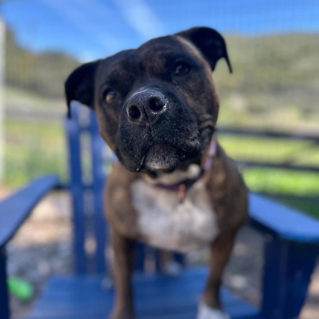 Sasha, an adoptable Boxer, American Staffordshire Terrier in Lompoc, CA, 93436 | Photo Image 6