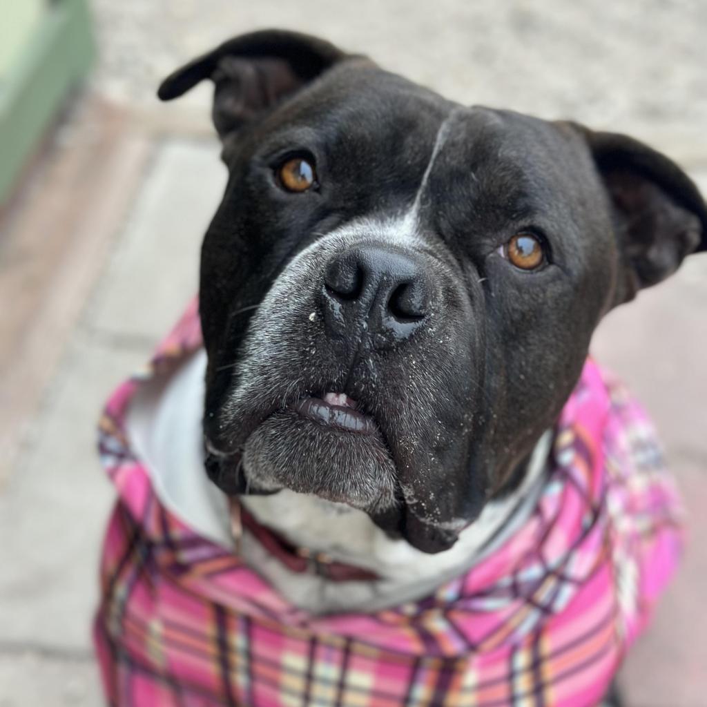 Atticus, an adoptable American Staffordshire Terrier in Lompoc, CA, 93436 | Photo Image 1