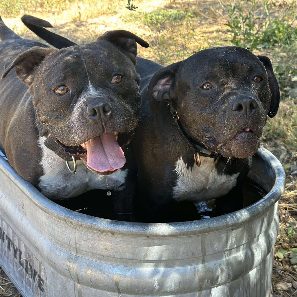 Atticus, an adoptable American Staffordshire Terrier in Lompoc, CA, 93436 | Photo Image 3