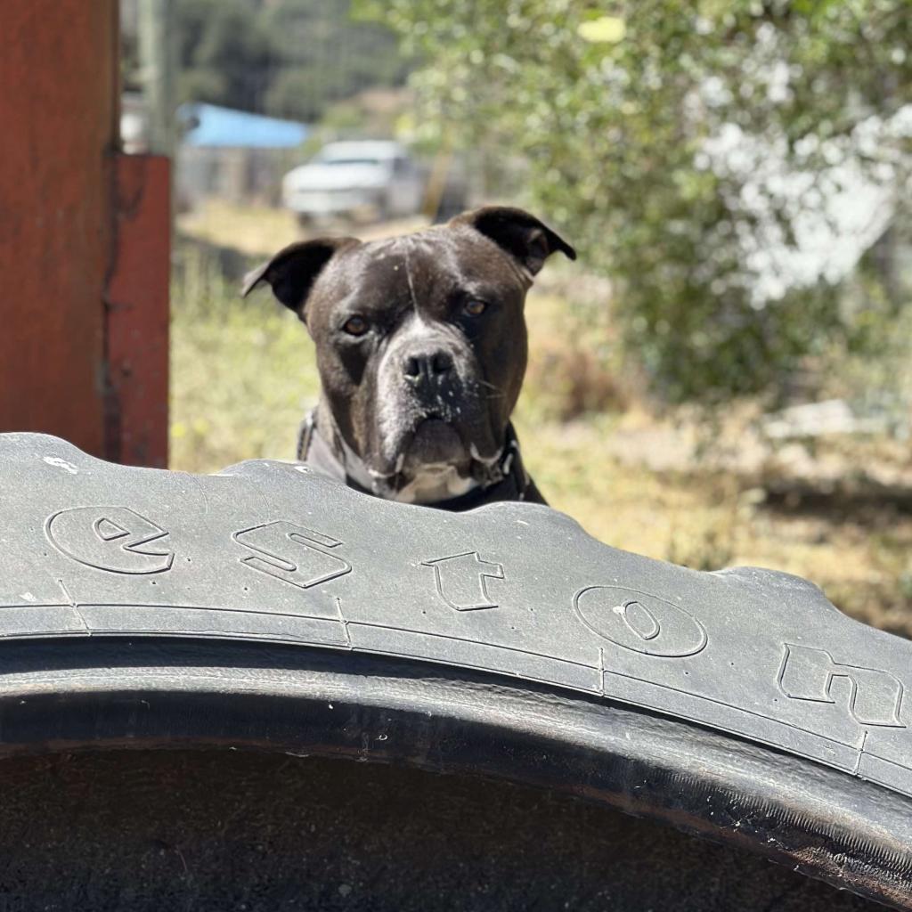 Atticus, an adoptable American Staffordshire Terrier in Lompoc, CA, 93436 | Photo Image 4