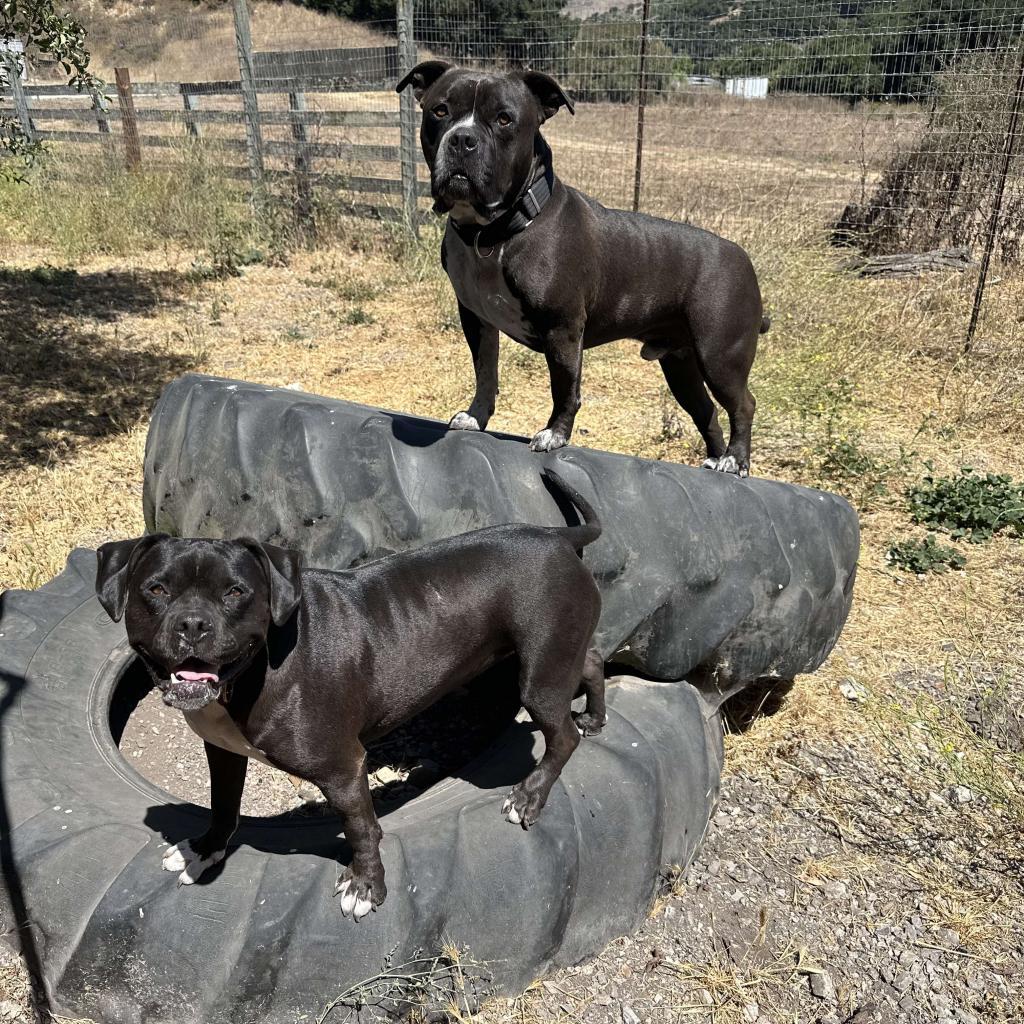 Atticus, an adoptable American Staffordshire Terrier in Lompoc, CA, 93436 | Photo Image 5