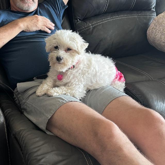 Lily, an adoptable Maltese, Schnauzer in Plantation, FL, 33325 | Photo Image 1