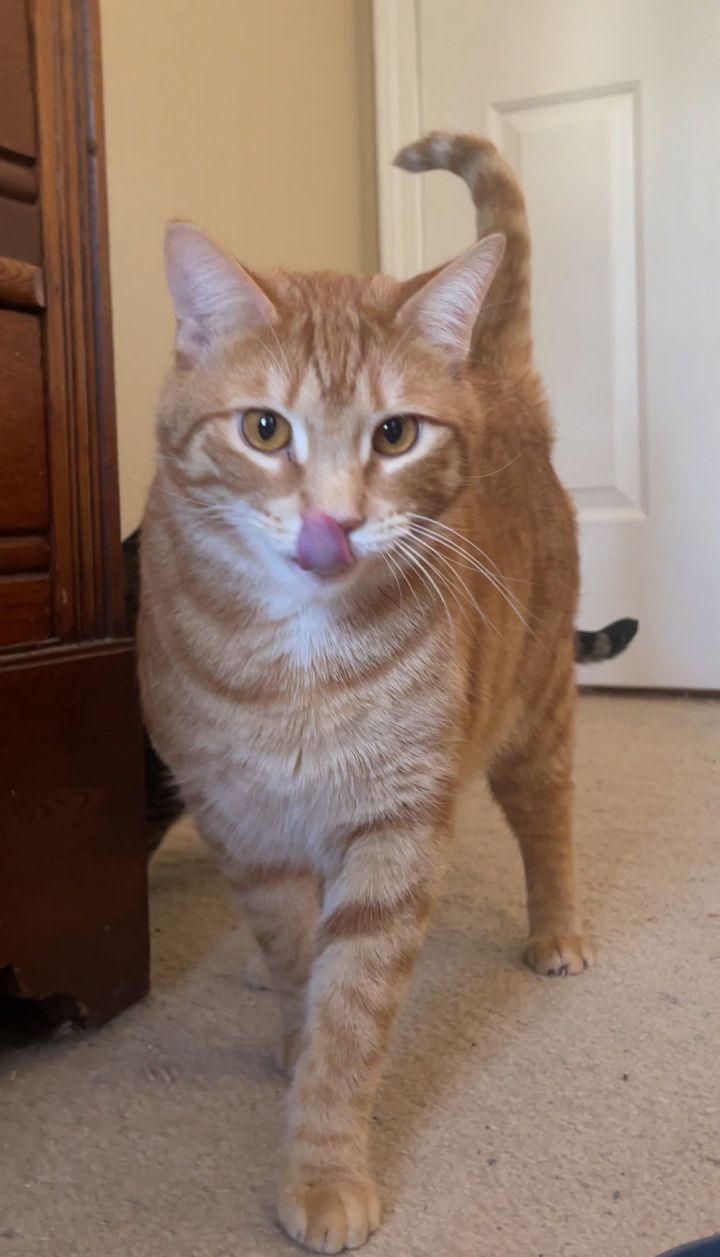 Ozzie - HANDSOME ORANGE BOY 1