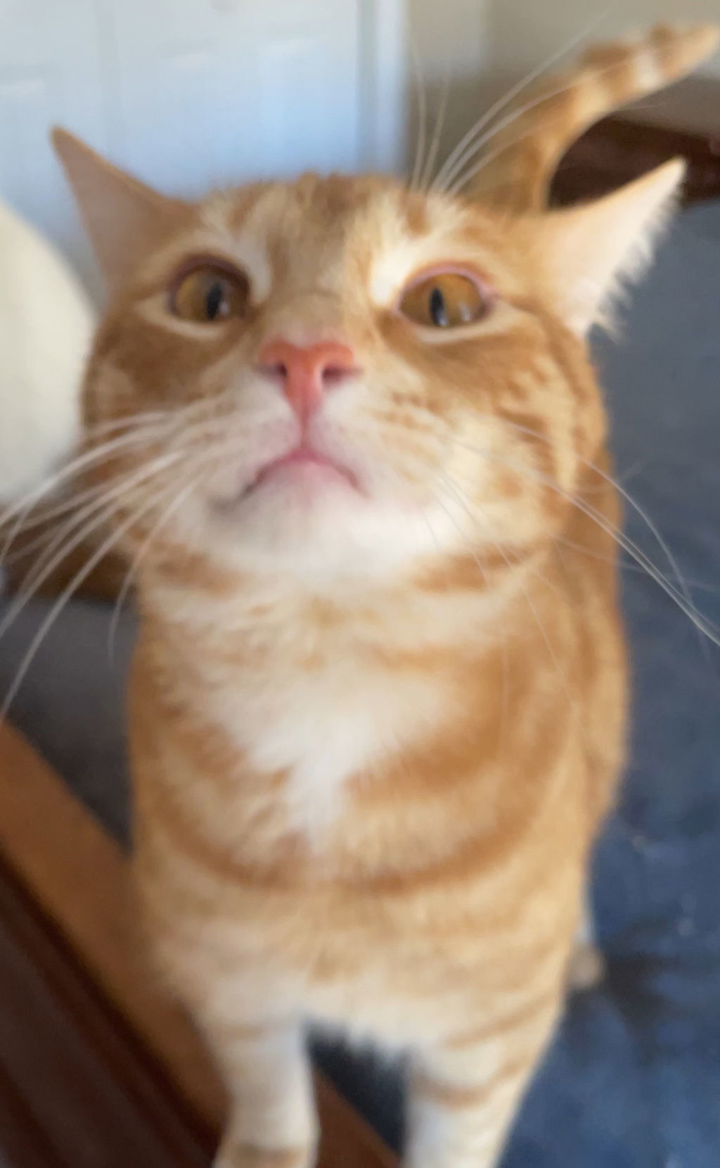 Ozzie - HANDSOME ORANGE BOY