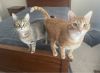 Ozzie - HANDSOME ORANGE BOY photo 3
