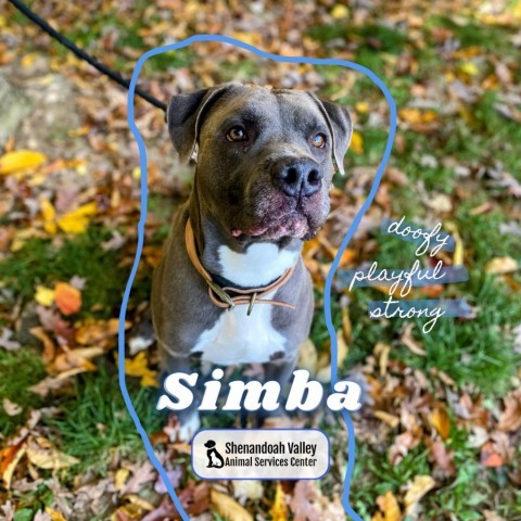 Simba 1