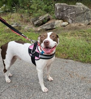 Mia, Adult Female Pointer