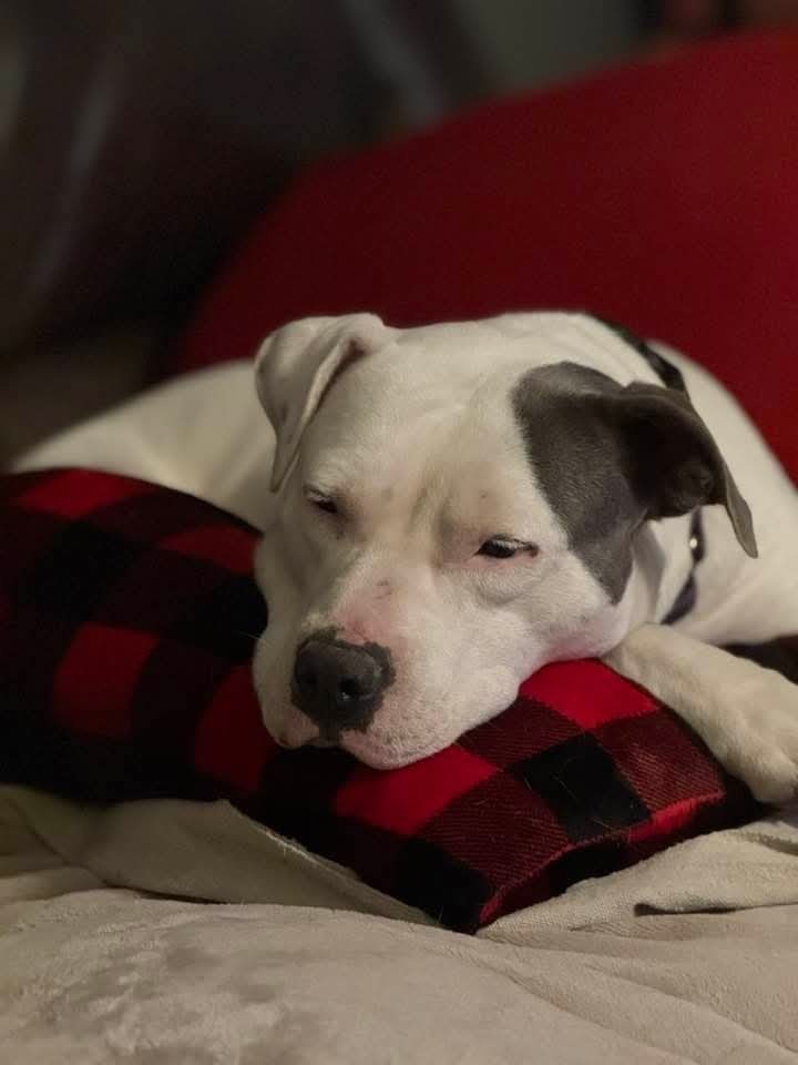 Penelope