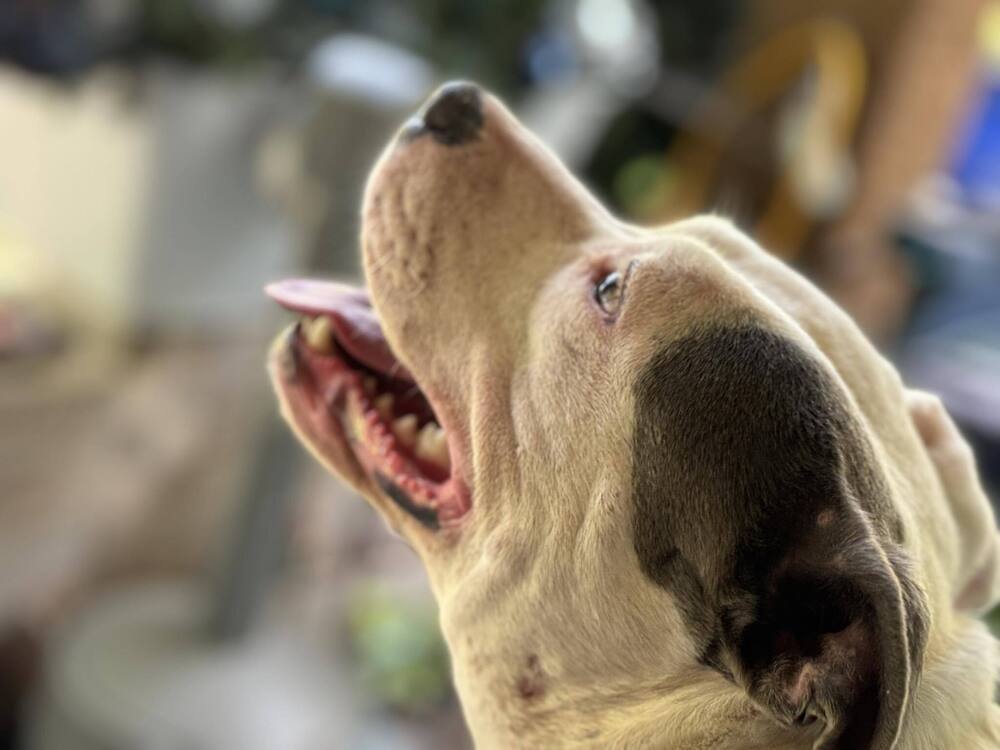 Penelope