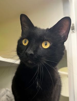 Dennis &#34;A Lady&#39;s man&#34;, Adult Male Domestic Short Hair