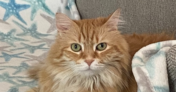 Tango