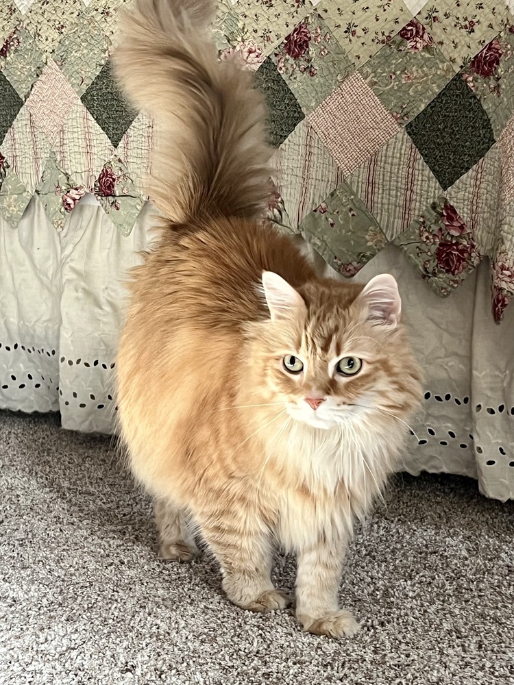 Tango