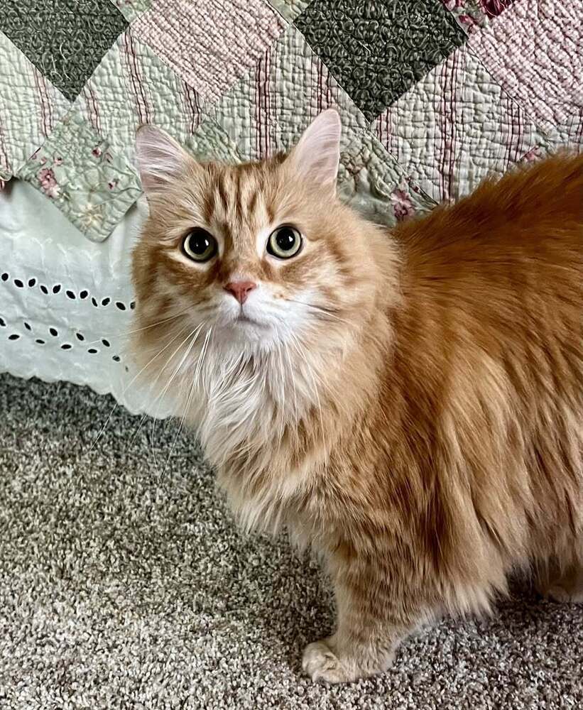 Tango