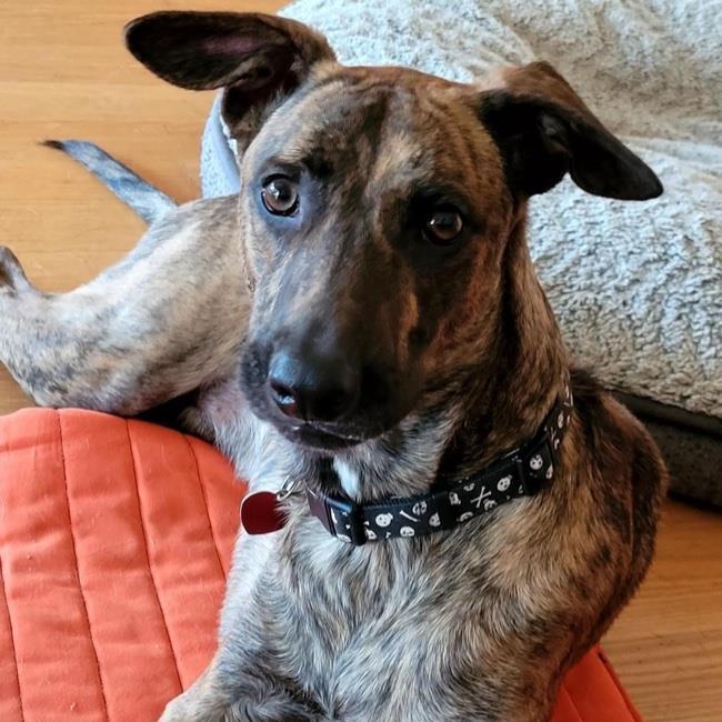 Rufus