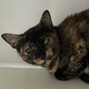 Ori, Adult Female Domestic Short Hair