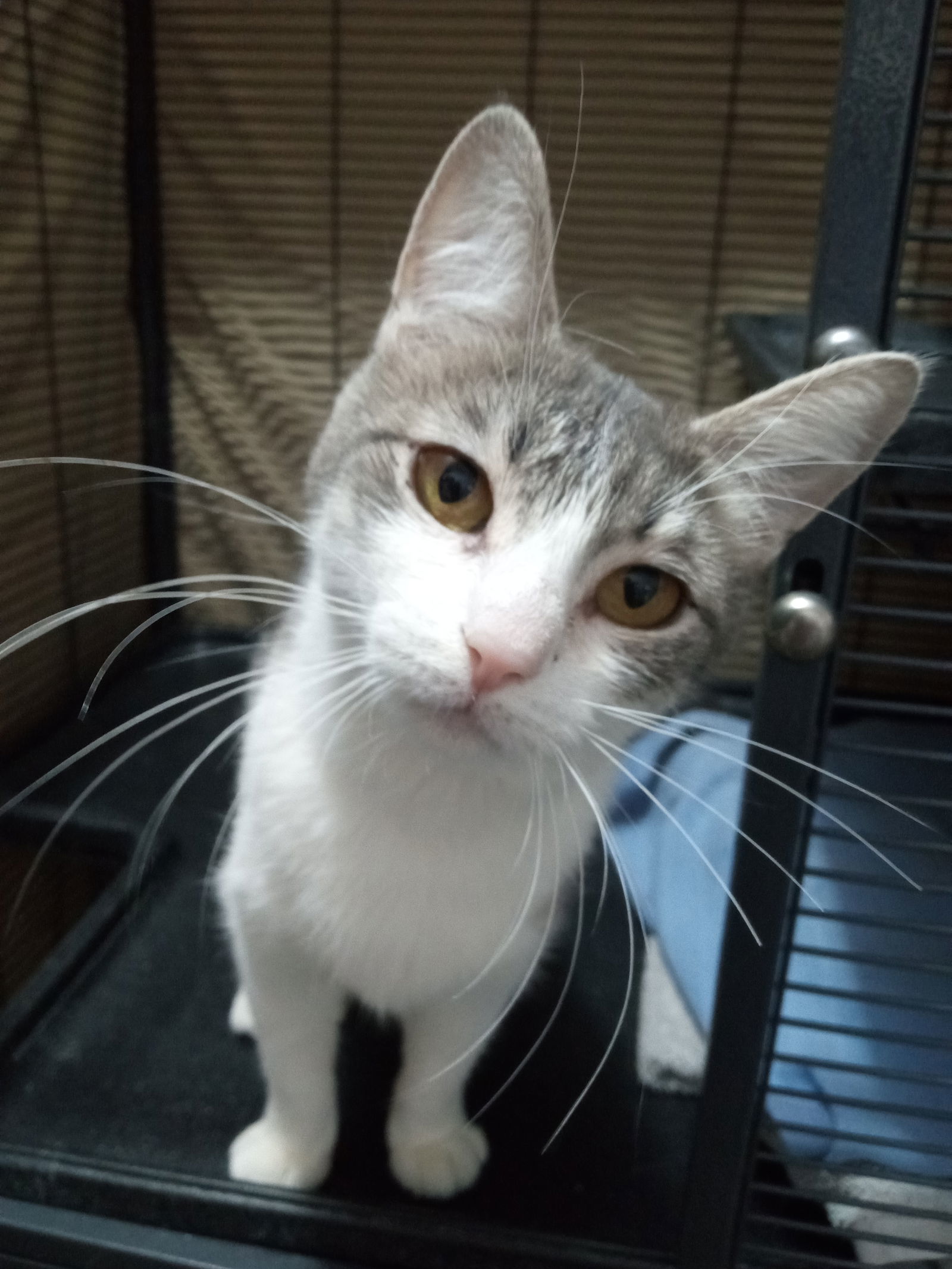 Gabby, an adoptable Domestic Short Hair, Tabby in Alturas, CA, 96101 | Photo Image 1