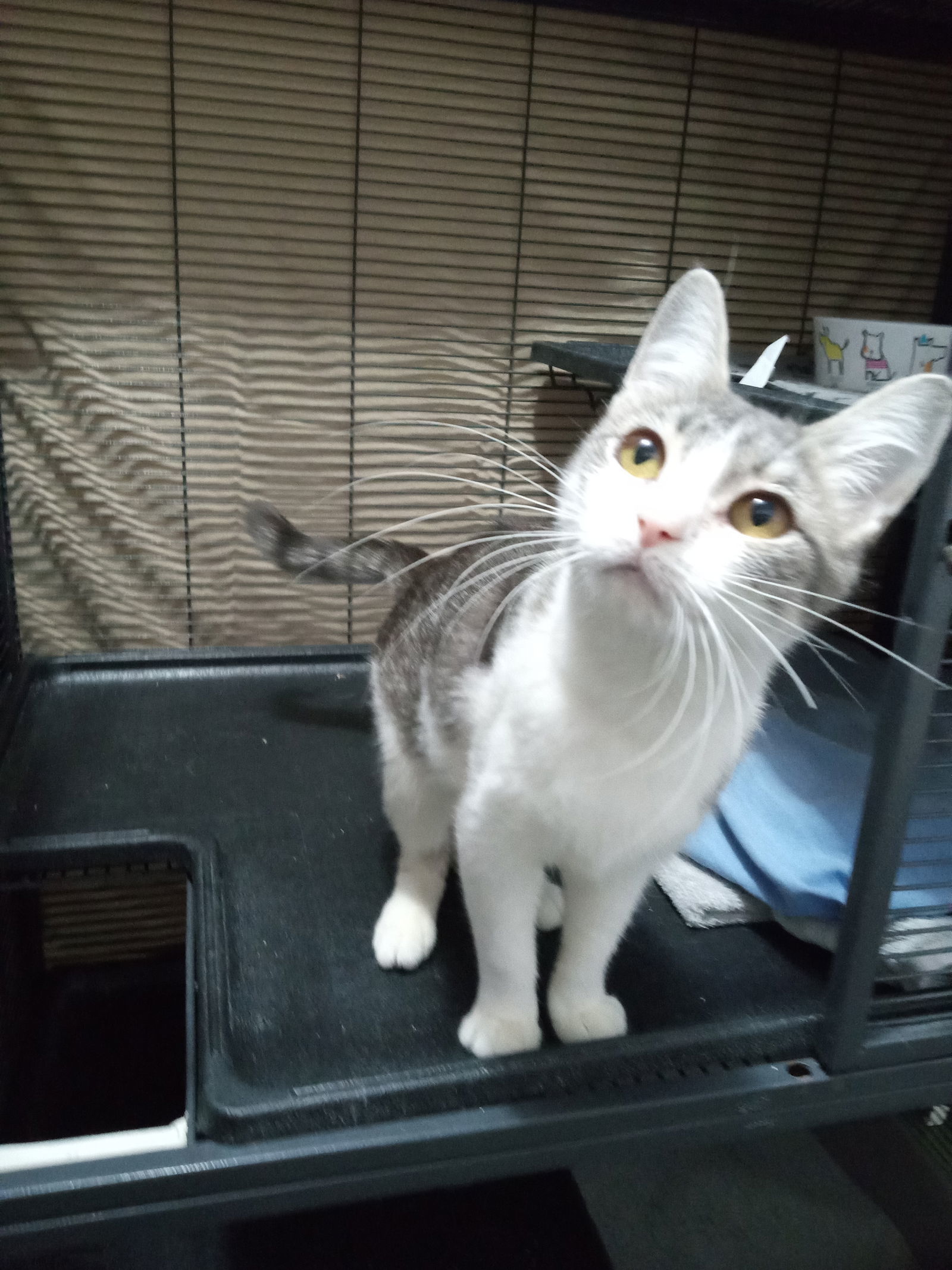 Gabby, an adoptable Domestic Short Hair, Tabby in Alturas, CA, 96101 | Photo Image 2