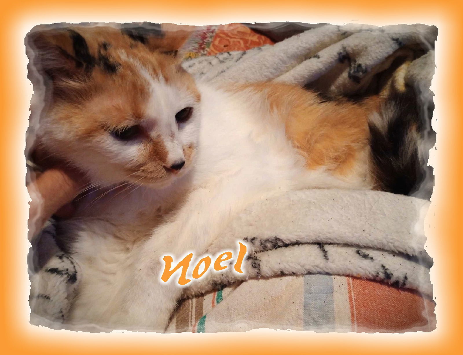 *Noel (Lyon's Den), an adoptable Calico in Piedmont, MO, 63957 | Photo Image 1