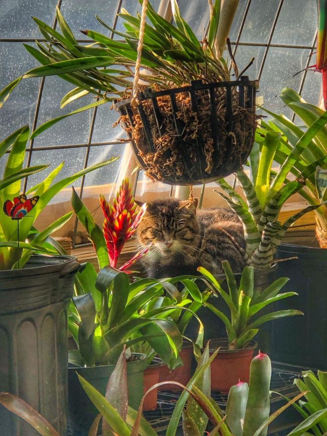 Cat for adoption Barn or House BOOTS, a Domestic Short Hair in