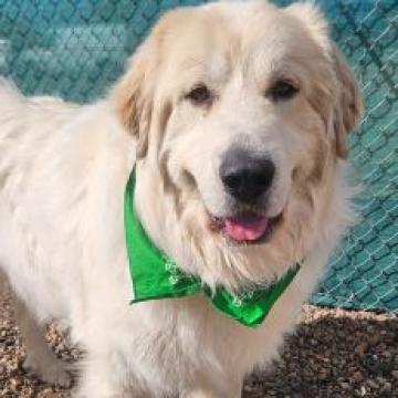 Thor, an adoptable Great Pyrenees in Show Low, AZ, 85901 | Photo Image 1