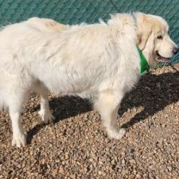 Thor, an adoptable Great Pyrenees in Show Low, AZ, 85901 | Photo Image 2