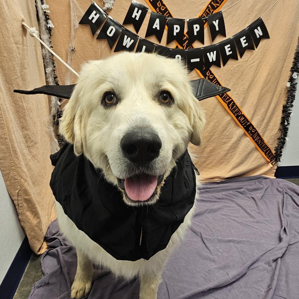 Thor, an adoptable Great Pyrenees in Show Low, AZ, 85901 | Photo Image 3